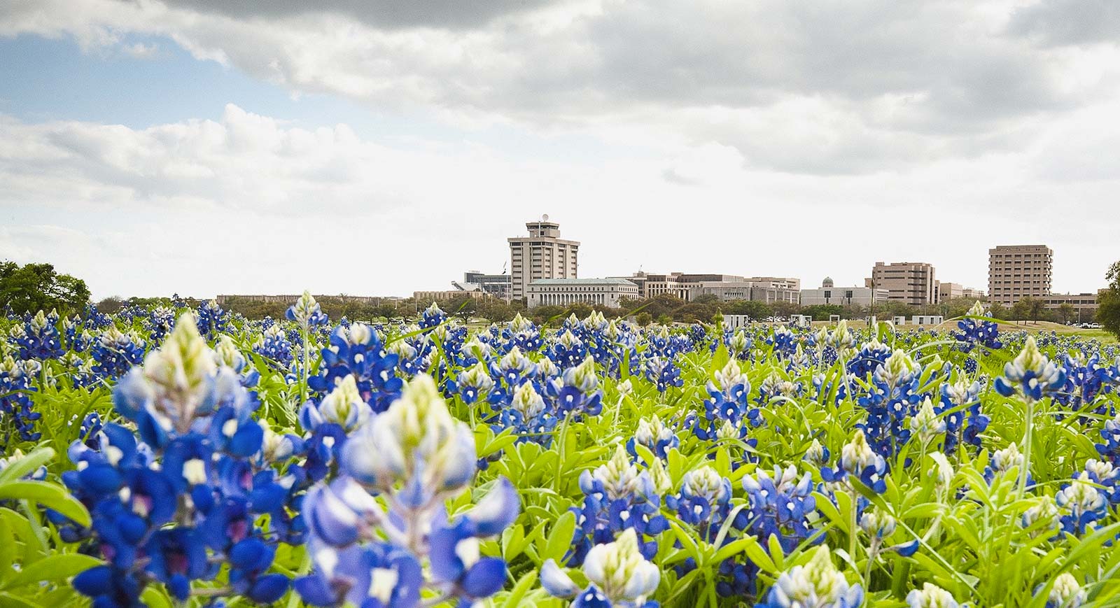 Bluebonnets near the front entrance of Texas A&amp;M's campus